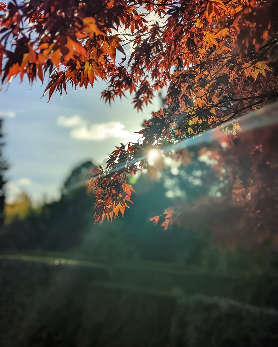 kittty's tweet photo. @madebygoogle This one 🍂 https://t.co/sbsl4IeSAj