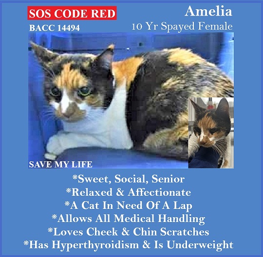 sachikoko's tweet photo. 🆘CODE RED🆘RELISTED TBD SAT 12/31/22🆘$250 STIPEND🆘
💘SWEET 10YO #SENIOR #CALICO KITTY "AMELIA"💘
😿💔OWNER MOVING-NO PETS ALLOWED, HAS HYPERTHYROIDISM
🚨NEEDS #ADOPTION #SCUE #FOSTER🚨
▶14494 https://t.co/07lB5qiSul
🙏🏾#ADOPT #PLEDGE #AdoptDontShop
#BROOKLYN #NYCACC #CAT https://t.co/rp9MOYbXNk