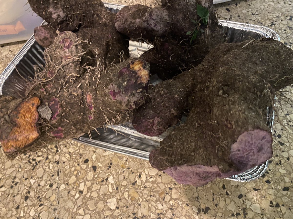 debhickG's tweet photo. Piece for the person who names these two types of yam. #reapingtime #backyard https://t.co/VY3oi8OCtD