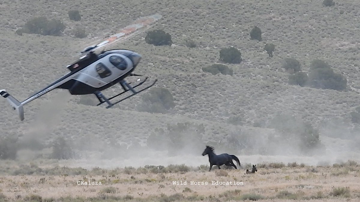 WHE roundup team, how are we unique? bit.ly/3IaECVv
Besides being the only ones to litigate against abuse, we has a multi-level trained team. Work begins long before a roundup &amp; ends long after. We fight at every level to keep them free &amp; free from abuse. 
#wildhorses