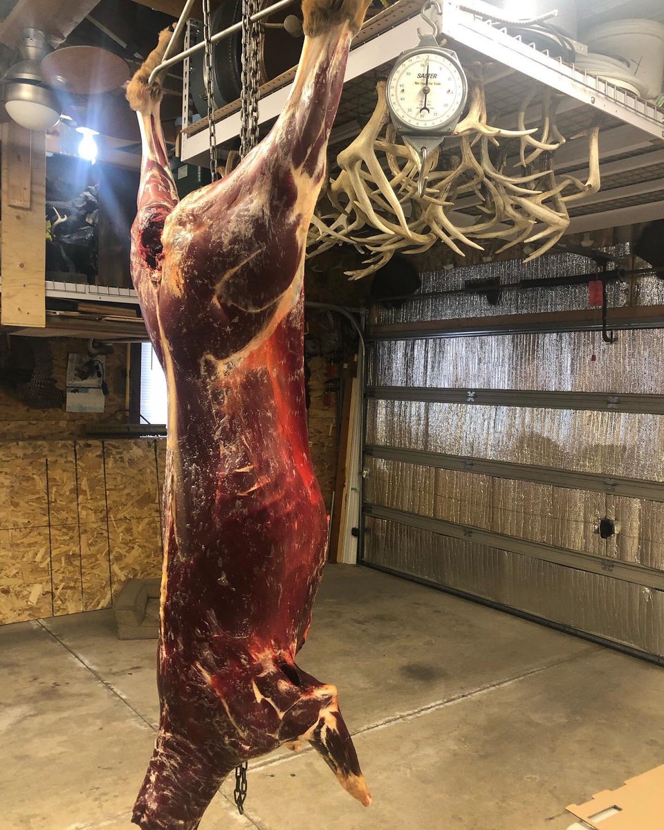 THTaxidermy's tweet image. I’m a leg man 😉
‘22 Deer season is a wrap, literally, everything cut, wrapped &amp;amp; in the freezer. 😊 
Good luck to all still at it.
I’m already looking forward to next yr!
#fieldtofork #fieldtotable #eatwhatyouhunt #bowhunting #huntinginontario #huntingisourheritage