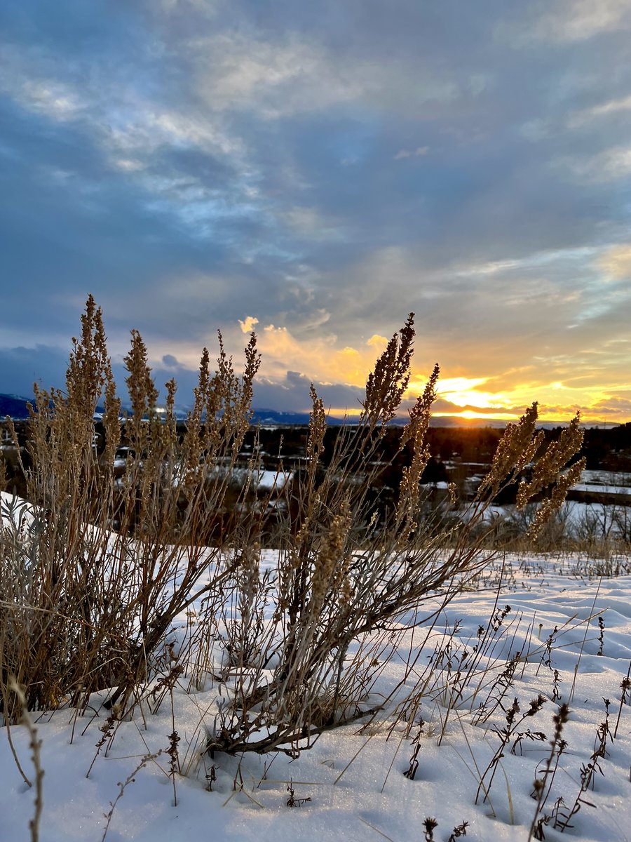 JasonKechely's tweet photo. A Charcuterie of #SunsetShrubbery ~
A thali and or flight, of shrubs in magic light.
Revealing love abounds, 'tween painted skies and hallowed grounds...
#MTWinter #TenCentPoet https://t.co/jqFrotTjdX