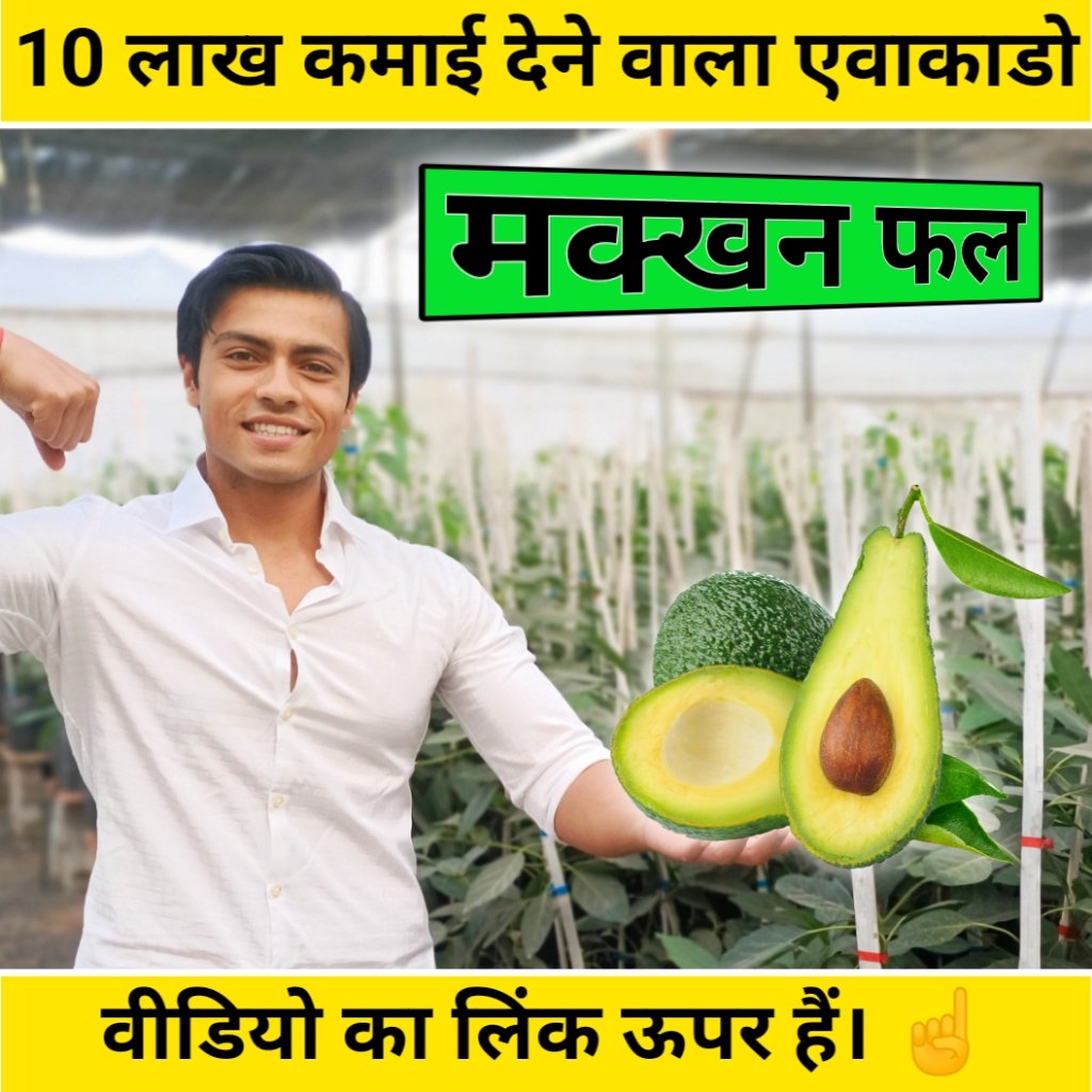 BGaderi's tweet photo. मख्खन फल एवोकाडो की खेती के बारे में जानकारी के लिए यह विडियो देखें।।
विडियो लिंक-  https://t.co/yPoKvPr3GW https://t.co/XjIp7PUYMJ