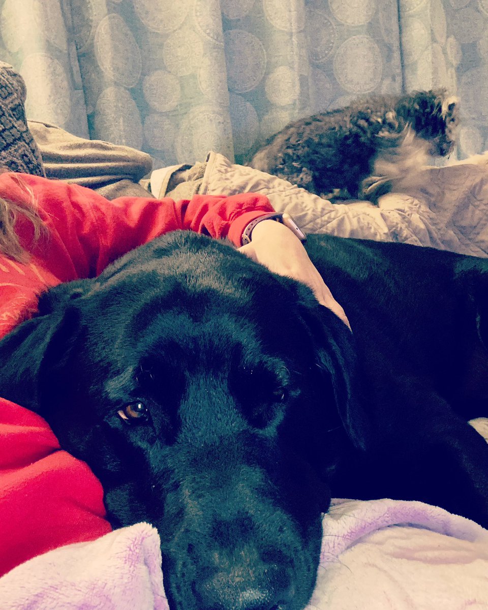 CatheyEck's tweet photo. @nathaliejacoby1 He’s just big ol’ lapdog. https://t.co/lllo9dOb0f