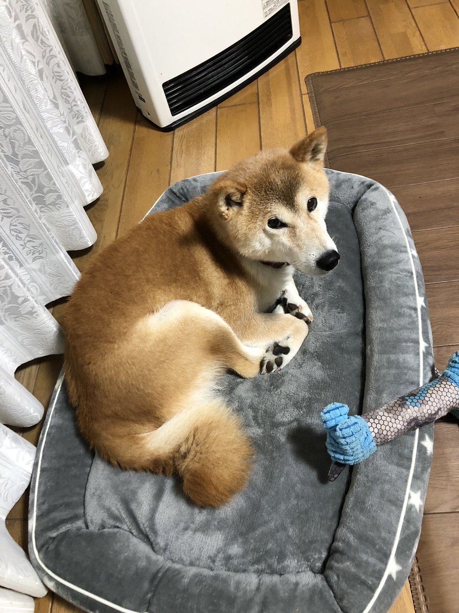 最近のおりく。
留守番中はこっそり父親の布団の上でくつろぎます。(1枚目)
誰かが帰ってきたら慌ててリビングに戻って、いかにもずっとそこにいたかのように振る舞います。(2枚目)
父親の部屋に誘ってみたら堂々とくつろぎ始めました。
可愛すぎかよ、おりく。

ダッシュで逃げる姿見えてるからね。