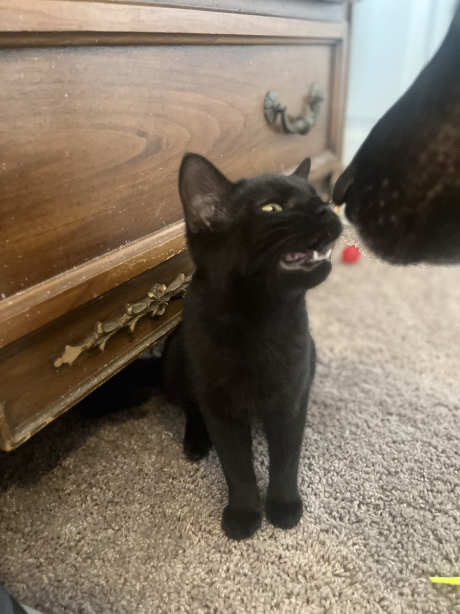 kristabaker™ tweet media