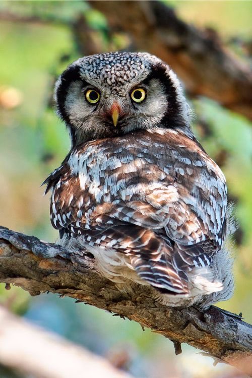 caleb_levy16's tweet photo. Your owl for tonight !
#photos #photography #birds #owls
@KatanaHugo https://t.co/ZKj1Zj9DQM