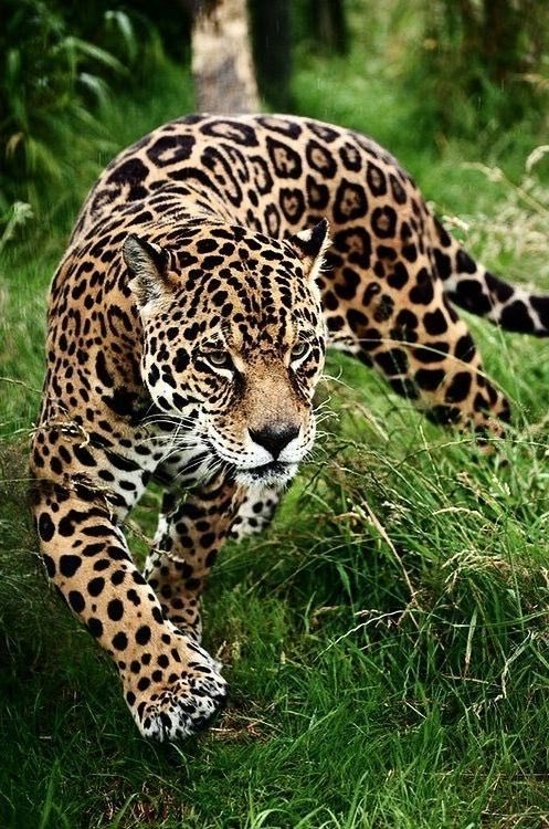 caleb_levy16's tweet photo. Coucou!
#photos #photography #animals #panther
@KatanaHugo https://t.co/Z9qDEjJGoN
