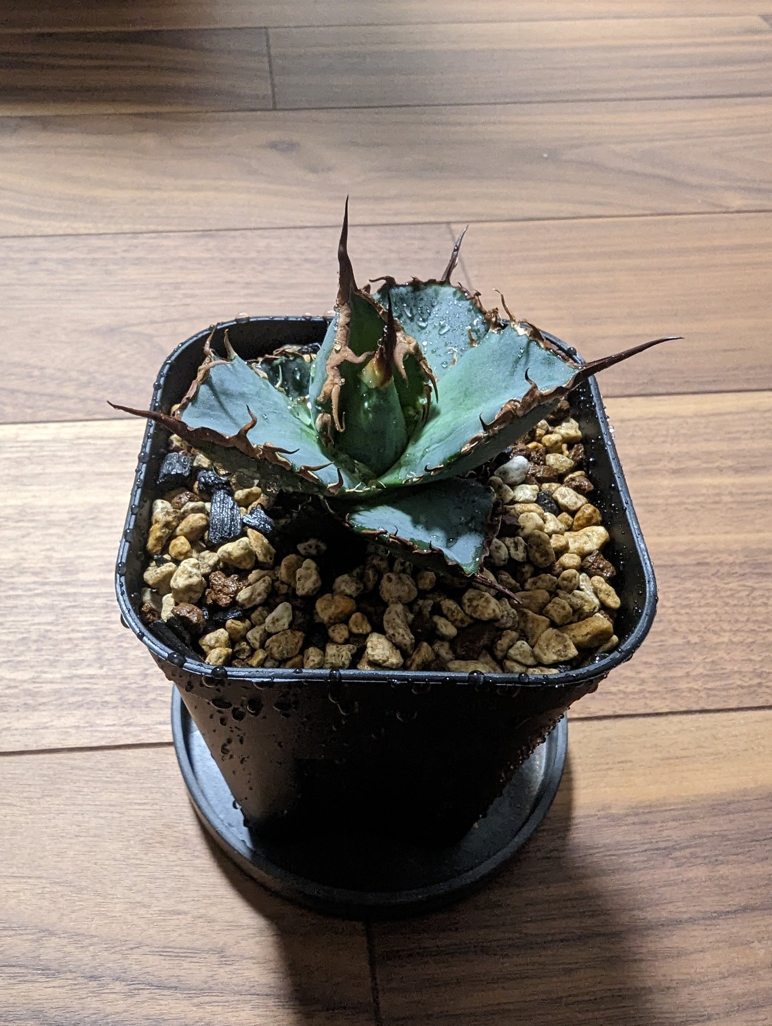 SKR_plants (@SKR_plants) / X SKR_plants (@SKR_plants) / X