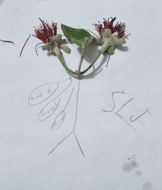 Cool Characters trtenaera.blogspot.com/2022/12/cool-c… Ko tenei toku cheerleader. E karanga ana ia te Give me an S give me an L give me an J, SLJ