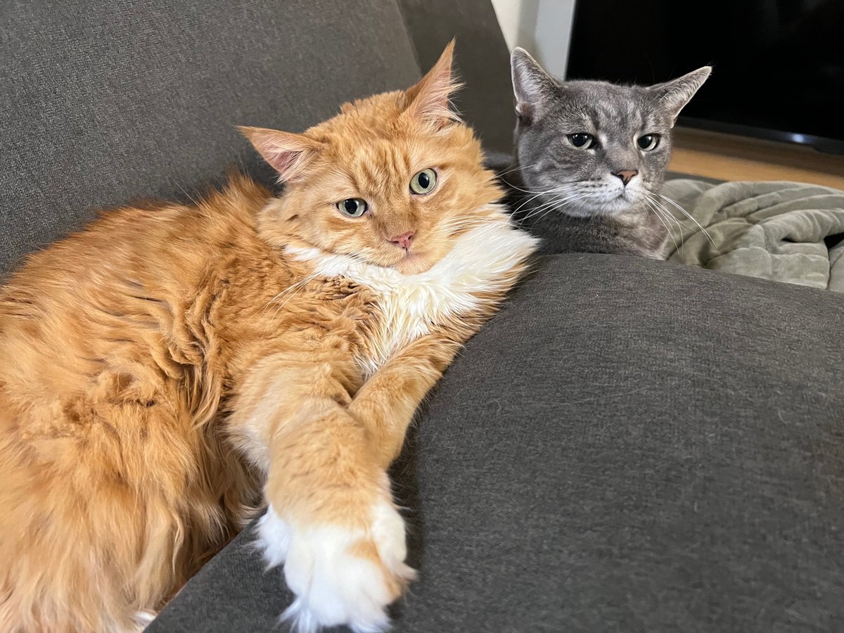 get food or meow trying
