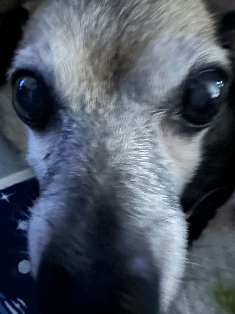Kuramitos's tweet photo. rat boy! #chihuahua #dogsoftwitter https://t.co/EM09WI4yKf