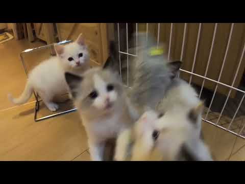 MeowMoeDotCom's tweet photo. 2022.10.24生まれのラグドール
https://t.co/zeYMz7TNbk
#Catcaffe #Neko #たまねこ #ねこ #ラグドール #癒し https://t.co/7xK5jxmCtx