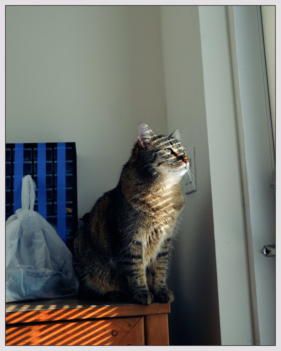 PippintheCatt's tweet photo. Cat Art
#cats #CatsOfTwitter #picturesofcats #tabby #tabbycat #tabbycats #floof #floofycat #floofycats #photogenicchallenge #photogenic #Meowscles #meowdel https://t.co/Eimd4iAPpO