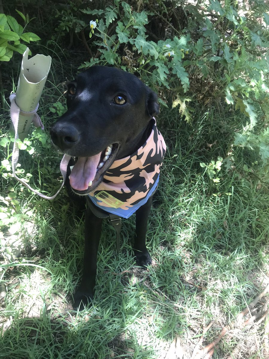negrita esta en adopción hace mucho tiempo. Nadie me pregunto por ella 😔
tiene 6 meses y espera a su familia para siempre, nos ayudan compartiendo? 🤞🏻