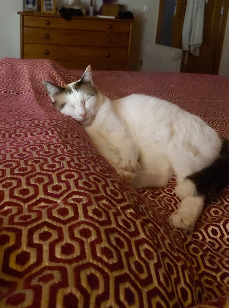 vickyqueenas's tweet photo. @BichinhosFB Nonô Ice 
O meu pequeno :3
(Parece nome de gata mas quando demos o nome achavamos que era fêmea) https://t.co/Q33YeEcPuE