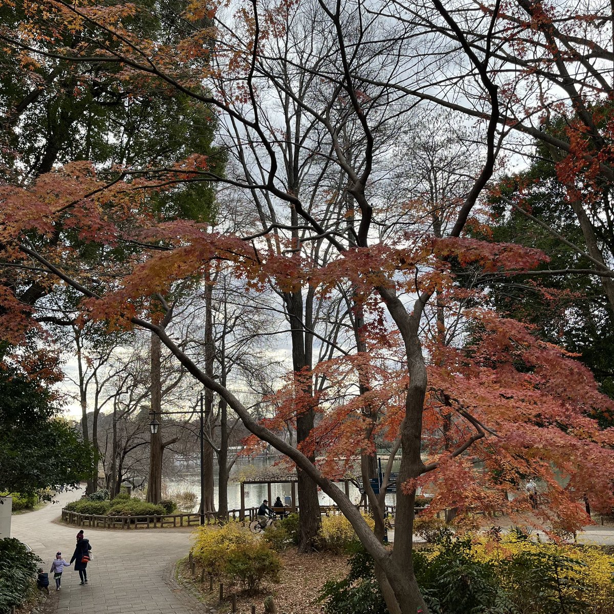 Tokyo_Fresh's tweet photo. One of the best #Tokyo #parks especially when all the colours are out Inokashira Koen #Japan https://t.co/XgvGRLYtWk
