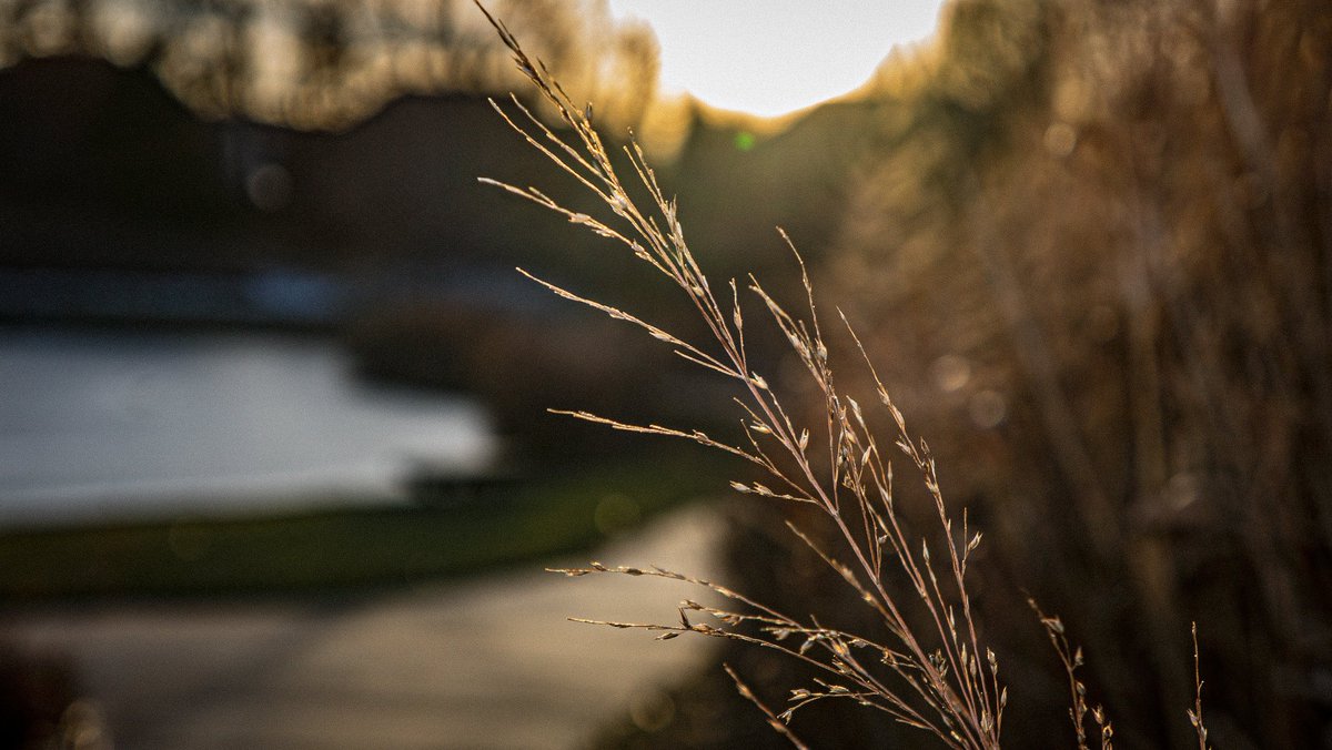 CenterBench25's tweet image. Whole grain