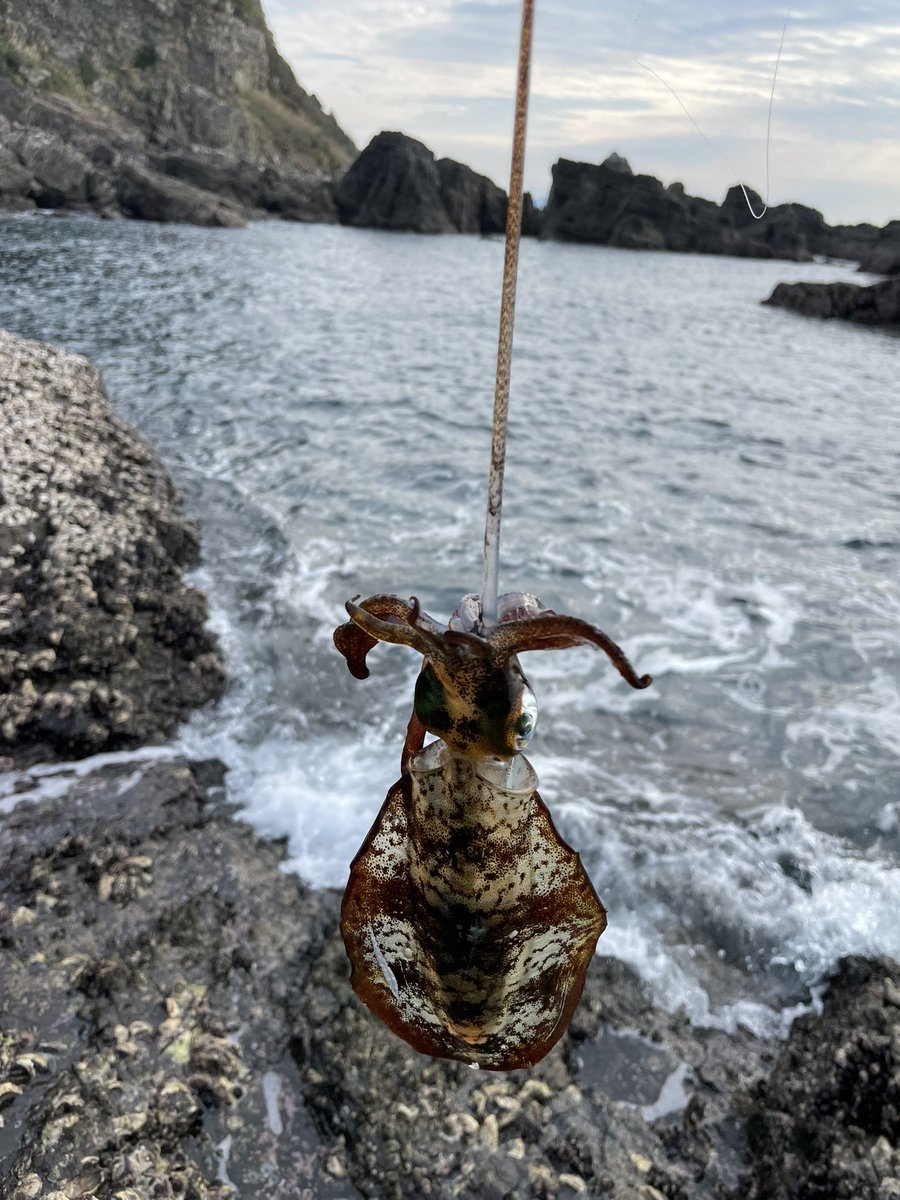 g0rin9's tweet photo. 沖磯なんだけど...
青物ばらした...
あれれ、なんかイカ小さい...🦑 https://t.co/N6eQfGcO9w