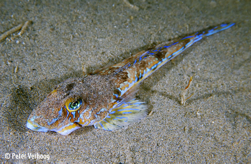 Today's fish is the Common Dragonet (Callionymus lyra)! These fish have an elaborate courtship display, where the male displays his colors and opens his mouth and the female responds.
📸Unknown, Hans Hillewaert, Peter Verhoog