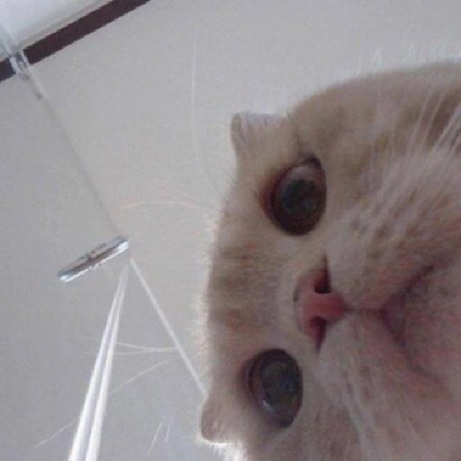 Myrwn🦝 tweet media