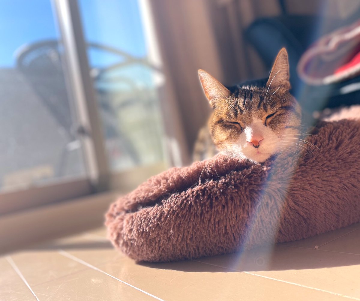 りちうむ(2004.7.5 - 2023.7.4) tweet media