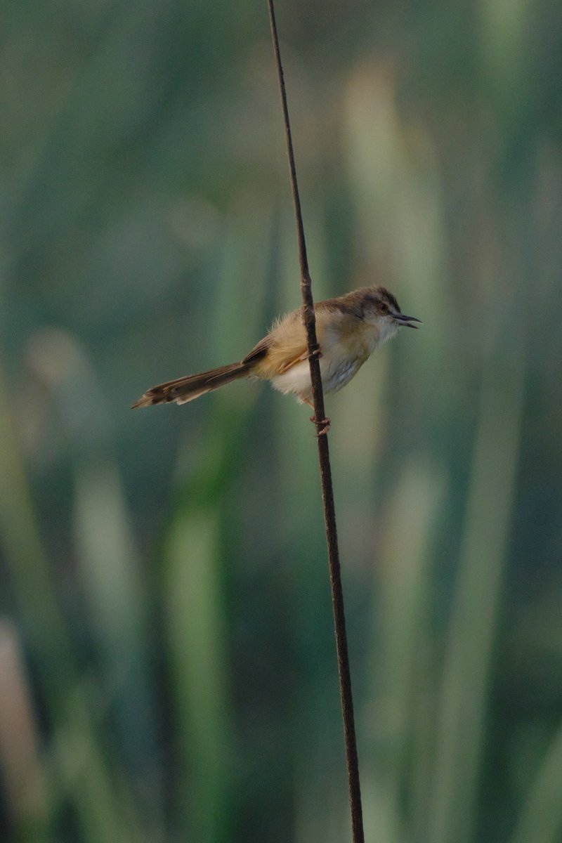 Ramprakash Ram Mohan tweet media