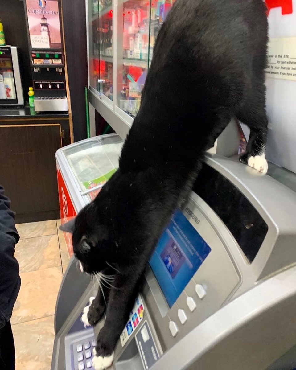 Bodega Cats (@bodegacats_) on Twitter photo 