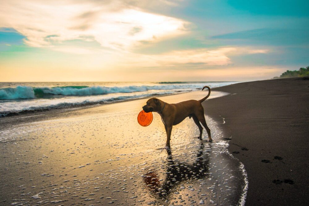 gotraveltails's tweet photo. Like and share!  #Water #Cloud #Sky #Dog #Beach #Carnivore #Dogbreed #Bodyofwater #Sunlight #Coastalandoceaniclandforms https://t.co/gKx34IUlUZ