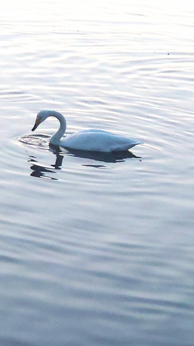 #写真好きな人と繋がりたい 　＃白鳥　今日も寒いです❄🦢
