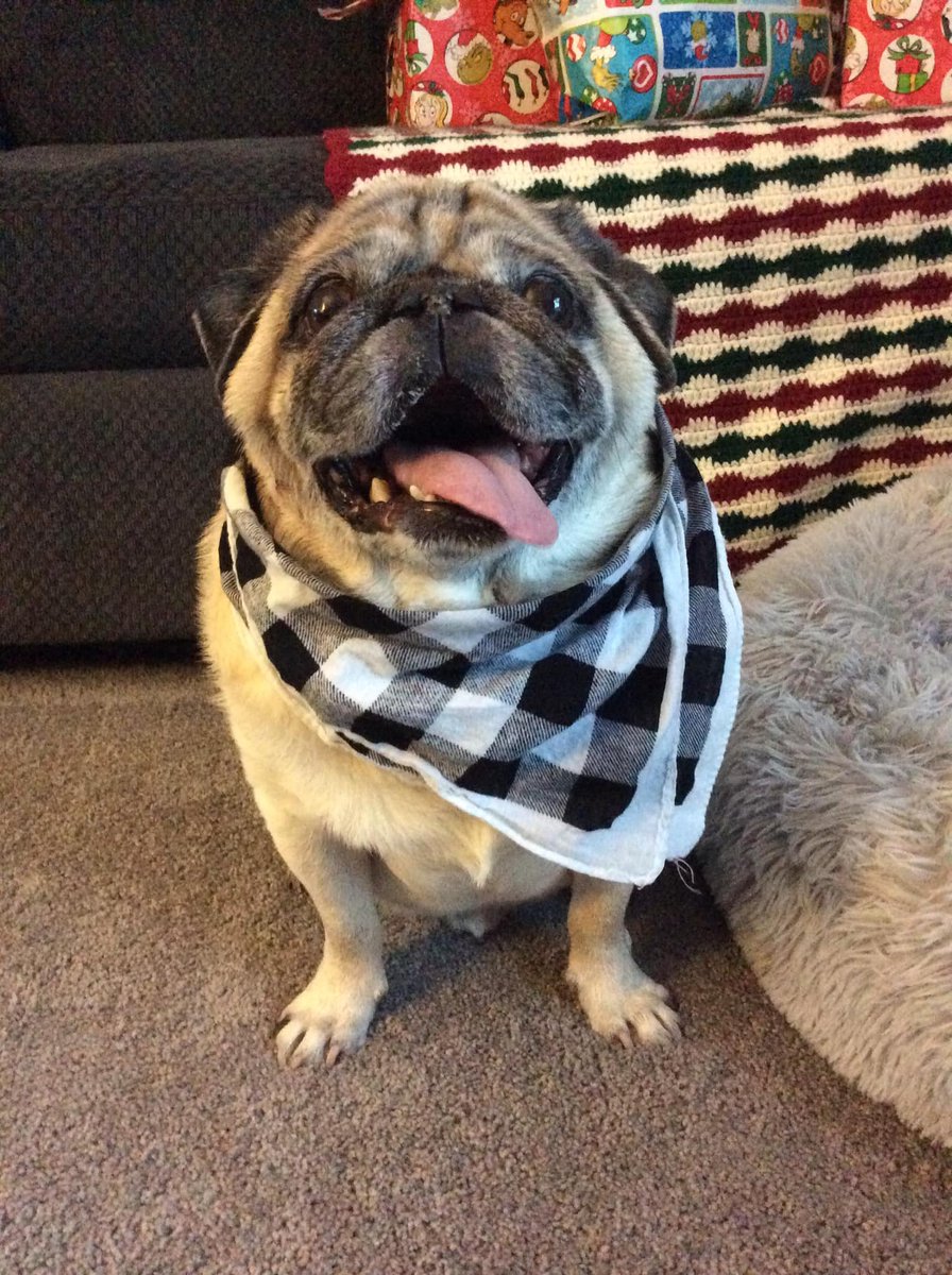 pug_l_o_v_e_r's tweet photo. 10 years of unconditional love. We said goodbye to this handsome boy this morning. He fought a brave battle but the impact on his lungs was too much. My heart is absolutely broken. Love you Frankie.

#pug #puglover #dogsoftwitter #puglover https://t.co/eEffOAvfzb