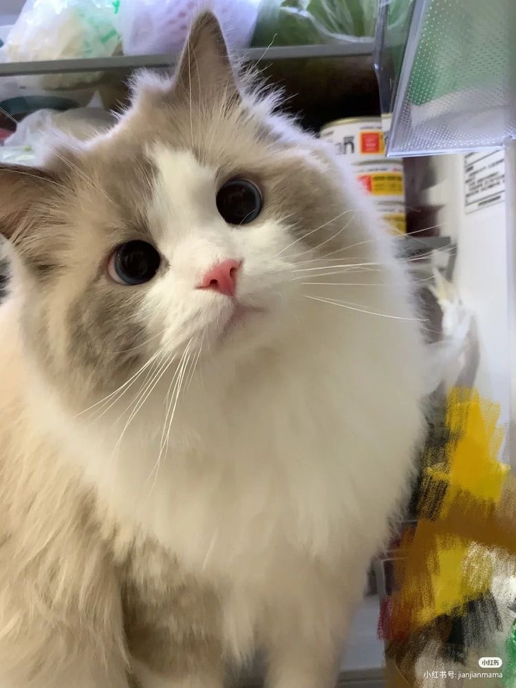 txt as cats ! tweet media