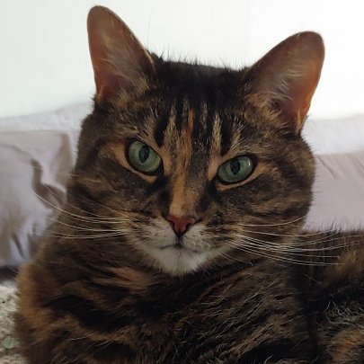 SavageKairn's tweet photo. #WritingCommunity 

Bella wishes you a good night.

#CatsOfTwitter https://t.co/KaXcjvYsHC