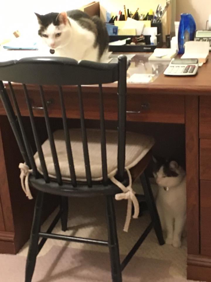 Mr. Ed tweet media
