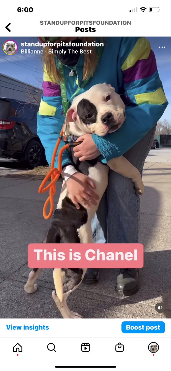 SUFPFoundation's tweet image. She has been rescued! Thanks to all who shared her!