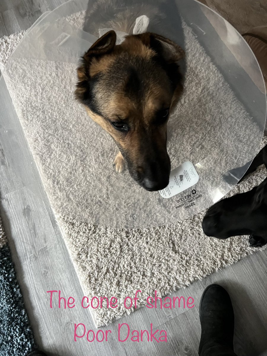 k9danka's tweet photo. #K9Danka #k9 #gsd #k9team #workingdog #detectionk9 #coneofshame  Poor Danka🥲 came home with the cone of shame today #VCALoomisBasin has been trying for a month now to get her eye better. She somehow scratched the cornea😱🐾🐾 https://t.co/iadr0nidyf