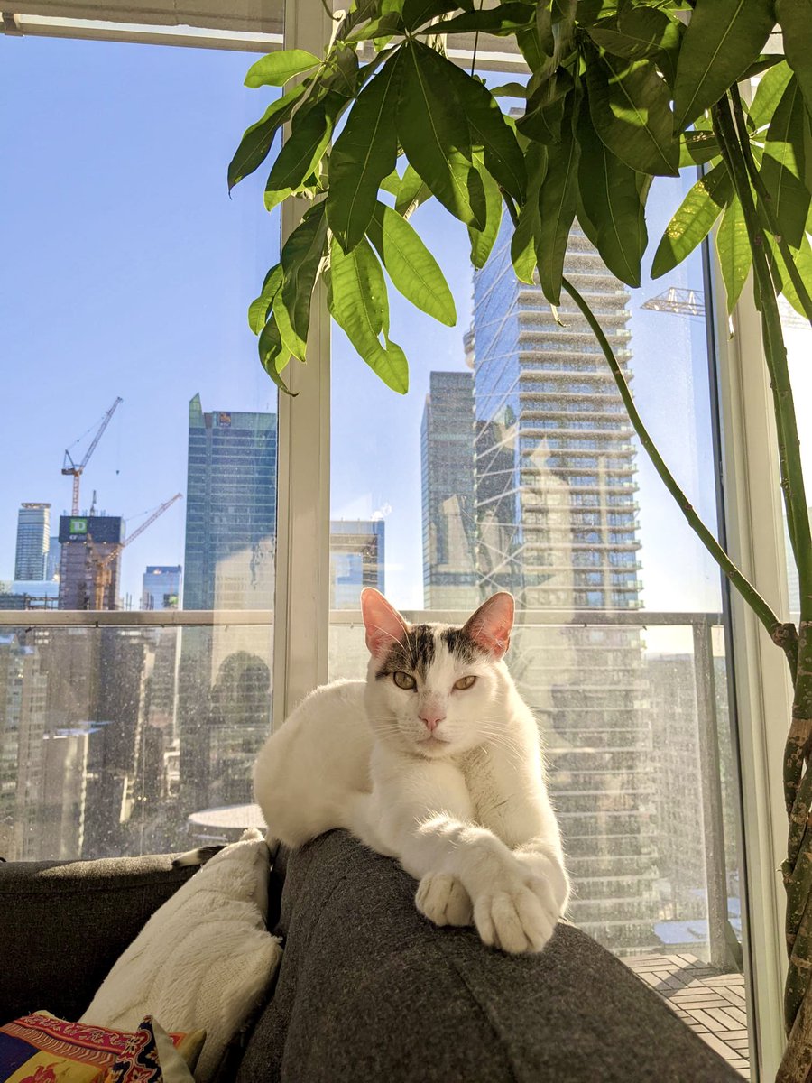Layla_socials's tweet photo. @765LTfanclub Interested! My cat is ready 😎 and here is my portfolio - https://t.co/vij6UelLfq https://t.co/SPNwBRuq5w