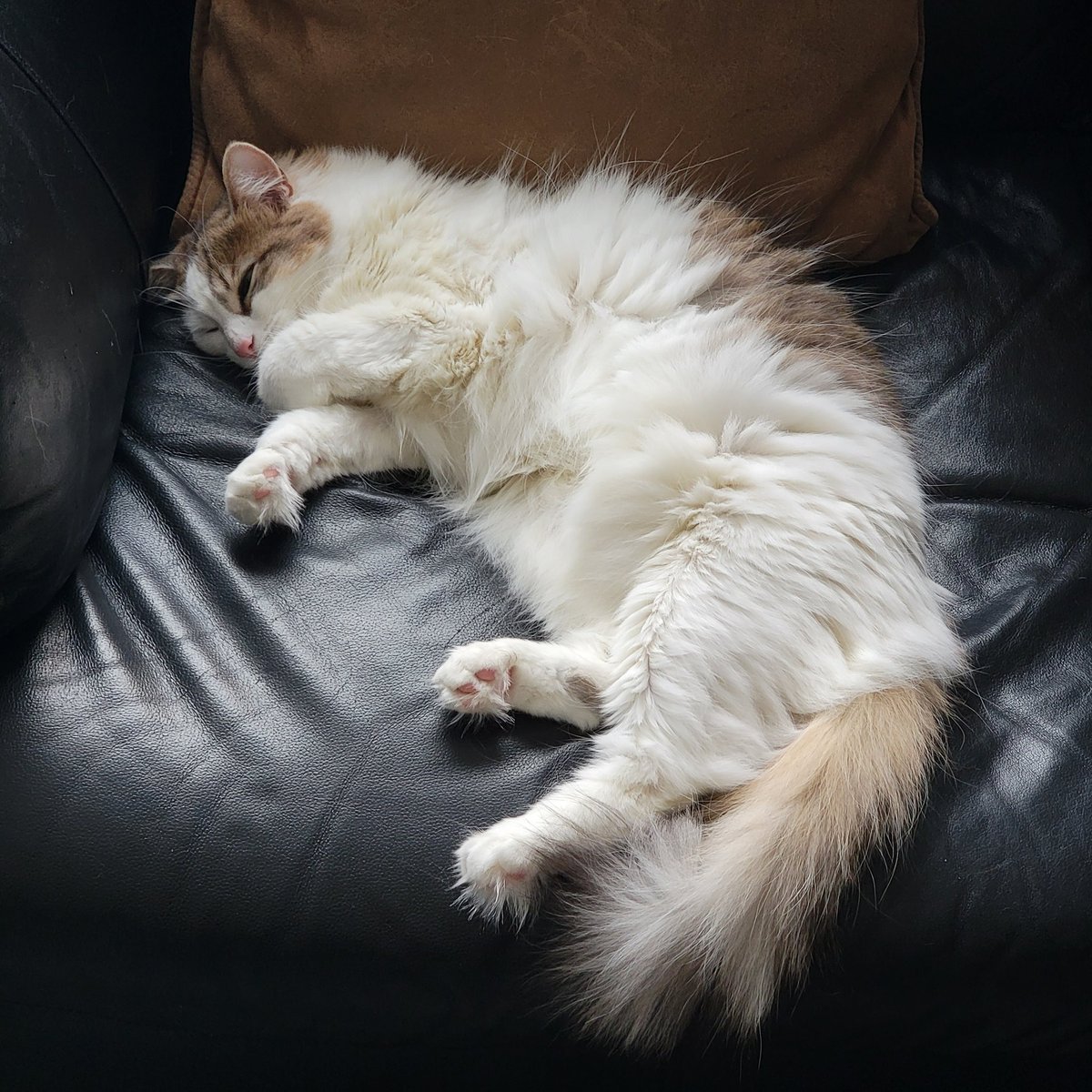 #CatsofTwittter