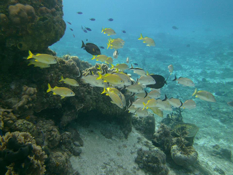 CyanaTB_Oficial's tweet photo. Muy buenos días, bienvenidos al último viernes del año, que sea uno muy especial.
Foto Cyana Todo Buceo
#Buceo #arrecife #corales #peces #Bluestriped Grunt #Caeser Grunt #pezcirujano @ArrecifesCoral @vivoencozumel https://t.co/srApHtggUw