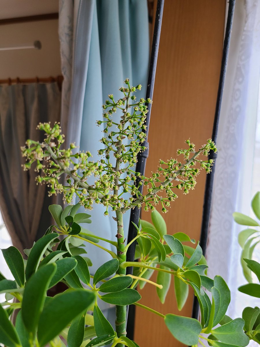 u_yu's tweet photo. この間から気になってたけど…
我が家の観葉植物に花が咲いてる❓
超～地味だけど。。。

#シェ���レラ
#観葉植物の花 https://t.co/715KenvgJP