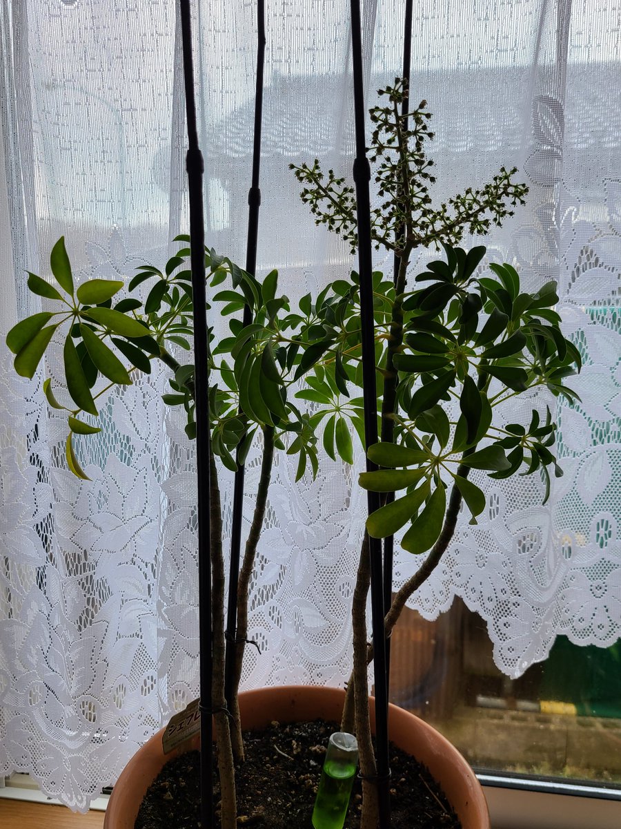 u_yu's tweet photo. この間から気になってたけど…
我が家の観葉植物に花が咲いてる❓
超～地味だけど。。。

#シェ���レラ
#観葉植物の花 https://t.co/715KenvgJP