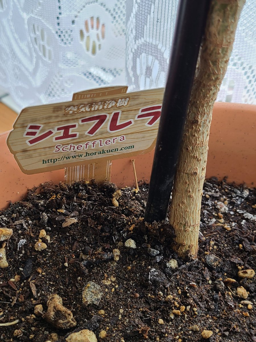 u_yu's tweet photo. この間から気になってたけど…
我が家の観葉植物に花が咲いてる❓
超～地味だけど。。。

#シェ���レラ
#観葉植物の花 https://t.co/715KenvgJP