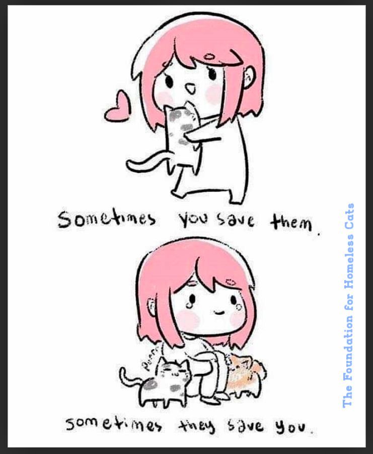 🌻Samson Cat🐱 (@meowmiya88) on Twitter photo 