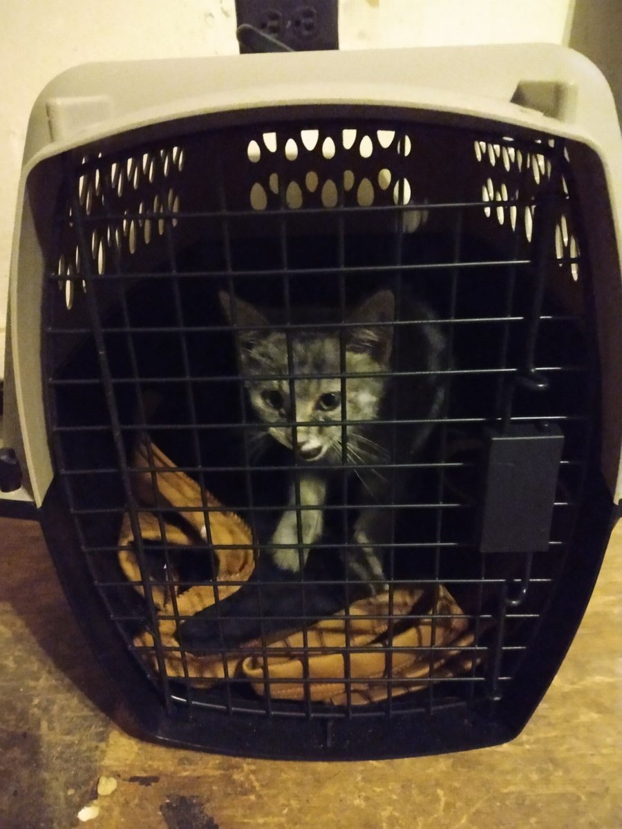 tinyraptorco's tweet photo. @NeolithicSheep @rahaeli Stewart (L), the cold, hungry kitten found 11/2020, and Joker (R), the cold, hungry kitten found 12/2022. I've told the SO that he's not allowed to find anymore cold, hungry kittens. https://t.co/bDE3s74Ch7