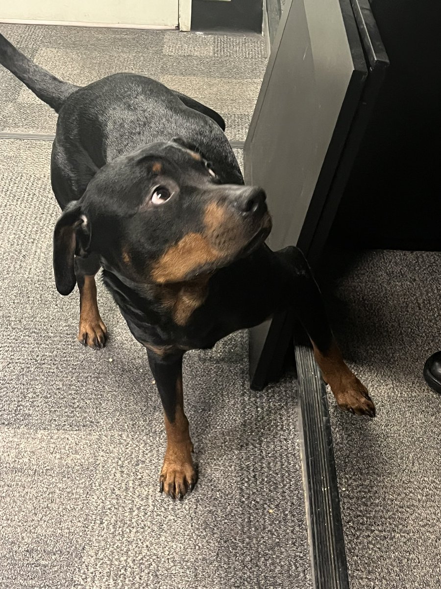 Found Dog

This dog was found near the 1600 block on Route 9 (Worcester Rd). Please call station if this your dog 508-872-1212 or contact Animal Control in the morning 508-532-5870.