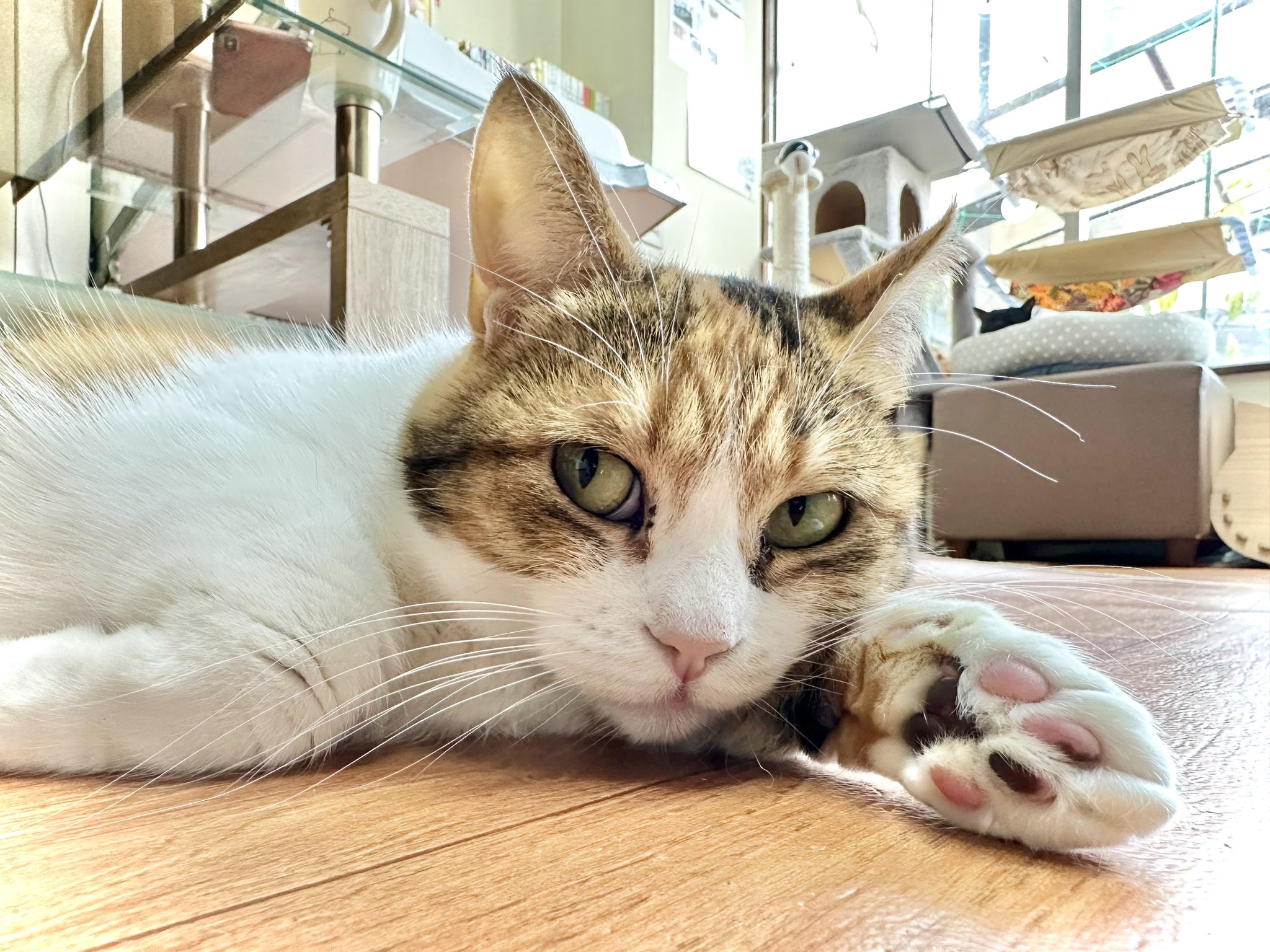 保護猫カフェmoff Moff Moffmoff15 Twitter