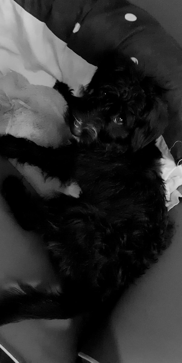 zoebrown09's tweet photo. Aww how cute is ruby https://t.co/Sl1CguoHxM