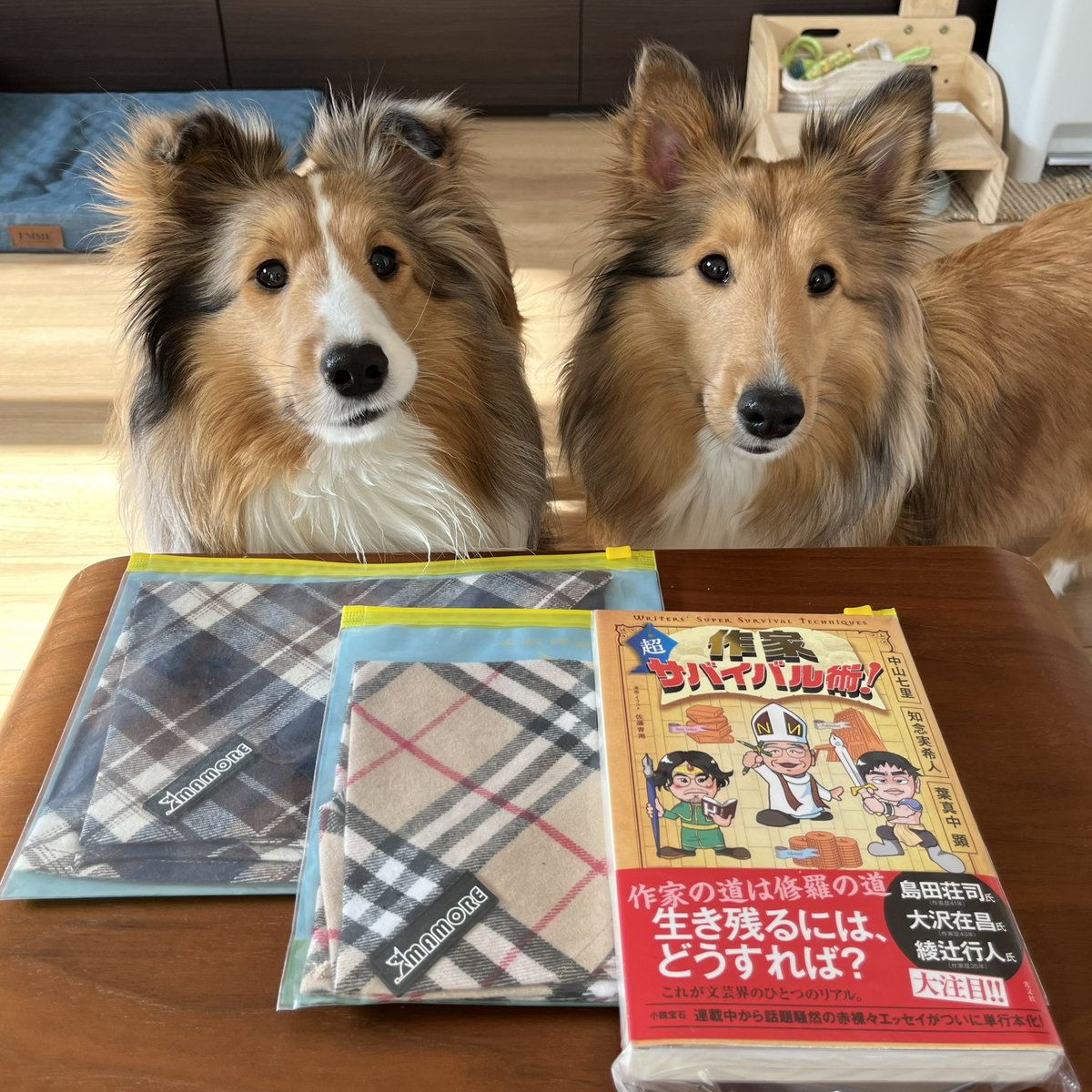 M2021spring's tweet photo. 今年最後のサイン本 #作家超サバイバル術 が届きました📚✨
今回は3先生合同著書とあって豪華版です👏
モモロンのバンダナもリニューアル🧣
お散歩中によく褒められるので、トレードマークになるといいな☺️
#サイン本
#作家超サバイバル術
#積ん読
#本好き
#本の虫
#booklover
#MAMORE
#犬用バンダナ https://t.co/iE4bFVGLoL