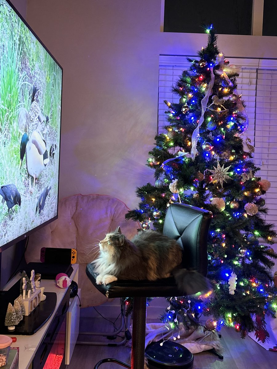 spicytunababy's tweet photo. my cat is so precious i lov her https://t.co/TGEK4Brs4Z