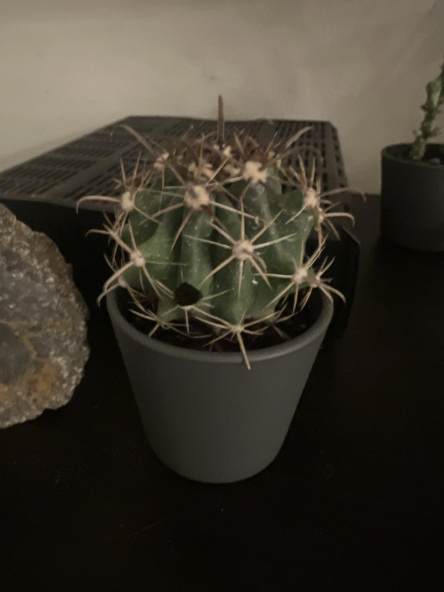 Science7Grissom's tweet photo. Meet my new cacti Artemis, Gaia, and Aphrodite🌵🖤 https://t.co/J0RnWwdLlR